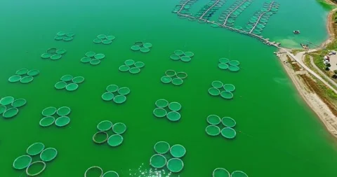 Small And Large Nets In Vibrant Green Algae Colored Fresh Water Reservoir Aerial Stock Footage 300508040