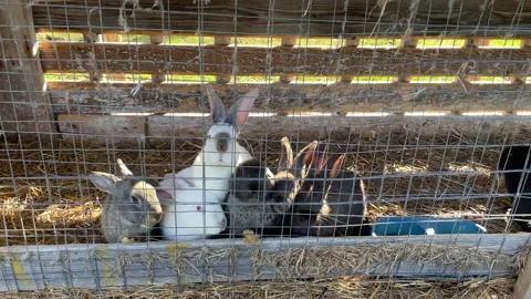 Small and large rabbits and hares in a paddock at a home farm close-up waiting f Stock-Footage 205832938