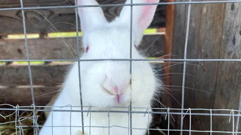 Small and large rabbits and hares in a paddock at a home farm close-up waiting f Stock-Footage 205832943