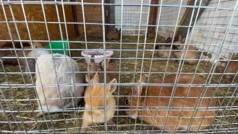 Small and large rabbits and hares in a paddock at a home farm close-up waiting f Stock-Footage 205832948