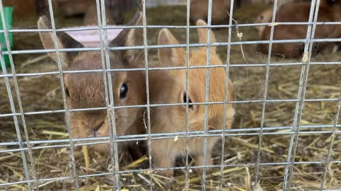 Small and large rabbits and hares in a paddock at a home farm close-up waiting f Stock-Footage 205832955