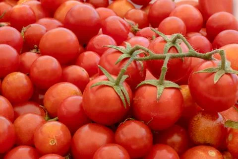 Small and large red cherry tomatoes on the background of nature. Italian prod Stock Photos