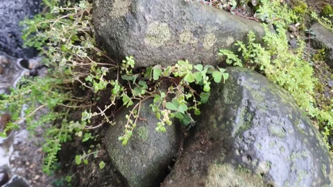 Small and large rock texture in the village Stock Footage 303439614