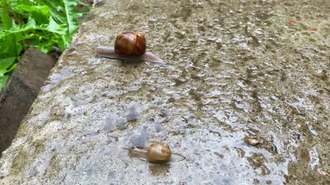 Small and large snails compete for speed. Stock Footage 155384314