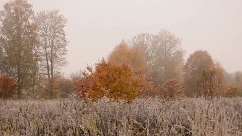 Small and large trees on an autumn foggy morning Stock Footage 117345078