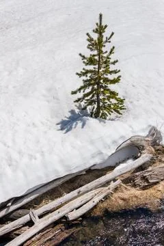 Small and lonely pine tree on a floor completely covered with sn Stock Photos