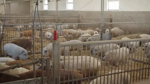 Small and medium pigs kept in indoor pens inside a livestock farm barn with Видео 333349610
