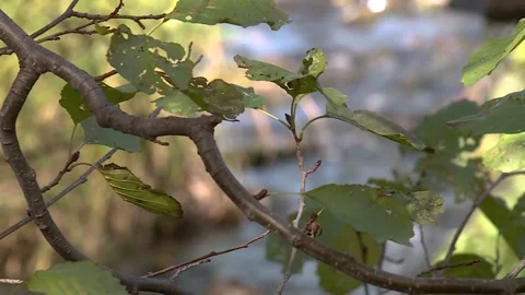 Small and narrow stream winding throught the dense green forest on early spring Stock Footage 221818405