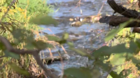 Small and narrow stream winding throught the dense green forest on early spring Video stock 221818430