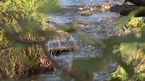Small and narrow stream winding throught the dense green forest on early spring Video stock 228051465