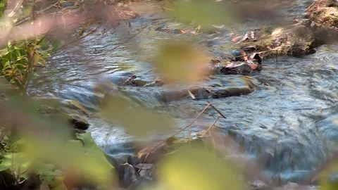 Small and narrow stream winding throught the dense green forest on early spring Video stock 228051524