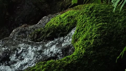Small and narrow stream winding through the green moss. Stock Footage 305218725