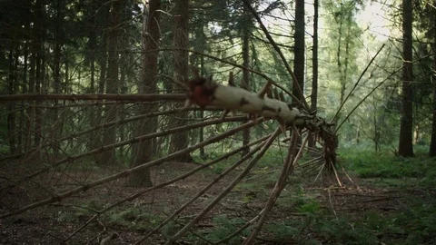 A small and old rotten tree fallen down in a forest leaning on it's own branches Stock Footage 85213882