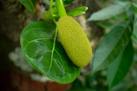 A small and single jackfruit growing on a big tree Stock Photos