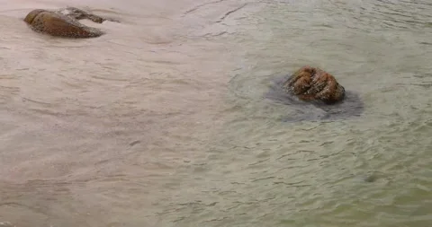 Small and soft ocean or sea wave or wave setup on golden yellow sand beach fo Stock Footage 155222661