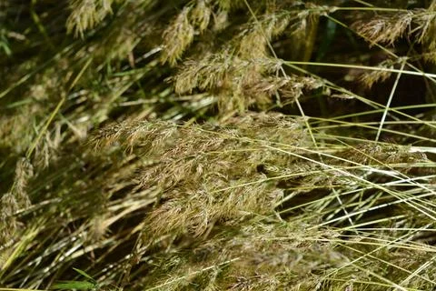 Small and sparse spikelets from mature grass, illuminated by a sunny color. Stock Photos