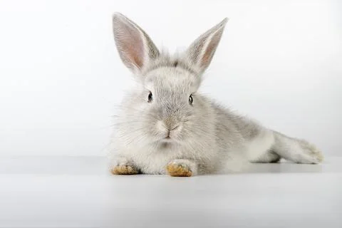Small and sweet Easter rabbit Stock Photos