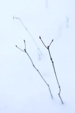 Small and thin branch and twig is erected from white snow Stock Photos
