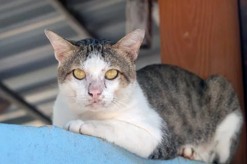 Small and thin stray cat on street. Photos