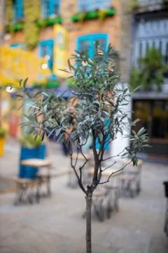 Small and thin tree on the street with blurry chairs and tables as background Foto stock