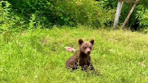 A small and very cute bear cub sits in a clearing and eats grass Stock Footage 251635183