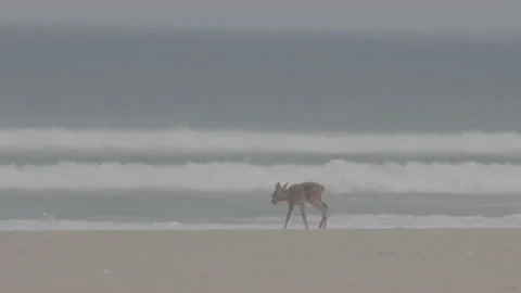 Small and weak bambi on sand beach walking searching for water slow motion 動画素材 233351980