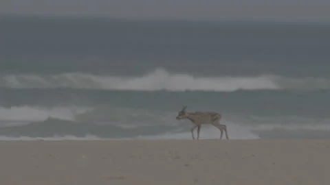 Small and weak bambi on sand beach walking searching for water slow motion 動画素材 233351993