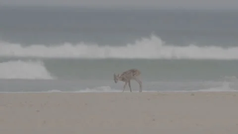 Small and weak bambi on sand beach walking searching for water slow motion 動画素材 233352018