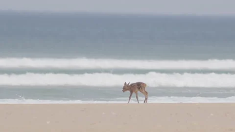 Small and weak bambi on sand beach walking searching for water slow motion 動画素材 233353598
