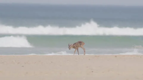 Small and weak bambi on sand beach walking searching for water slow motion 動画素材 233353609