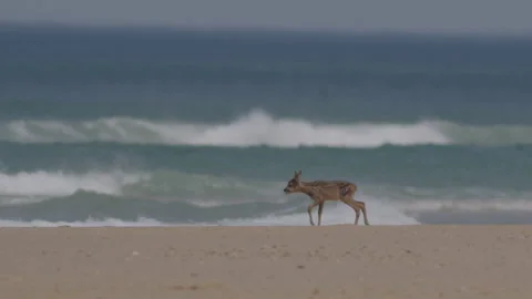 Small and weak bambi on sand beach walking searching for water slow motion 動画素材 233353626