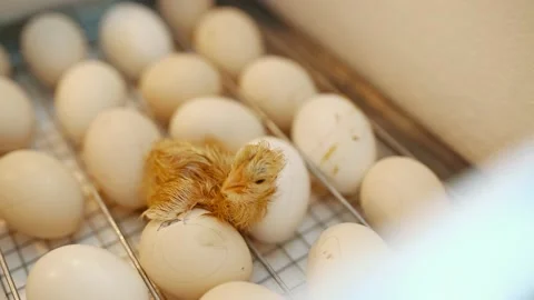 A small and wet chick, recently hatched from an egg, crawls in an incubator. Stock Footage 206072640