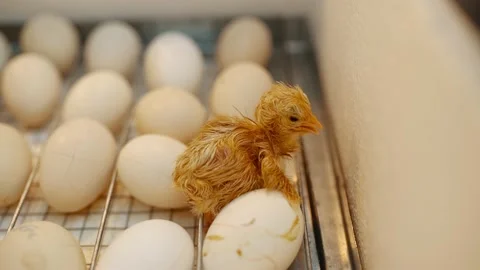A small and wet chick, recently hatched from an egg, crawls in an incubator. 스톡 동영상 206072724
