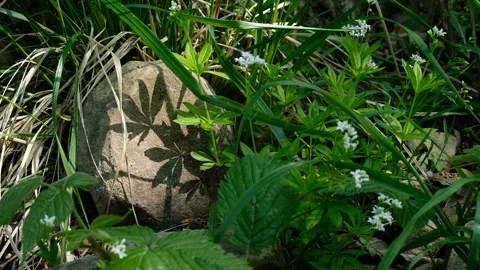 Small and white flowers and the shadow of green leaves on the stone Stock Footage 132801719