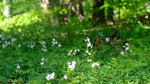 Small and white flowers moved by the wind on the green grass in the shade Stock Footage 132802078
