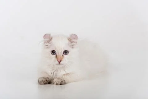 Small and Young Bright White Sad American Curl Cat Sitting on the white tab.. Stock Photos