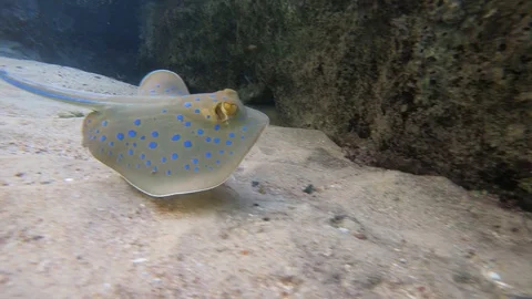 Small and young stingray Video stock 128391137