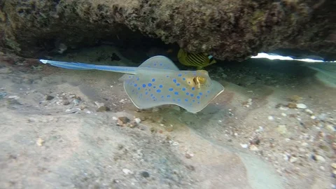 Small and young stingray Video stock 128391332