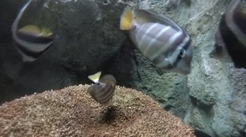 Small Angelfish Feeding While Larger Angelfish Fish Swim Close By. Video stock 46703812