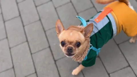 Small angry dog close up Stock Footage 294971899