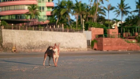 Small angry stray dog barking on an empty tropical sandy beach at sunset Stock Footage 287309424