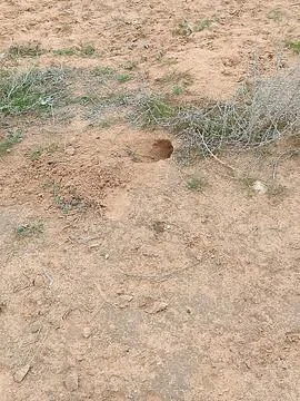 A Small Animal Burrow Nested Under Dry Vegetation in a Sun Stock Photos