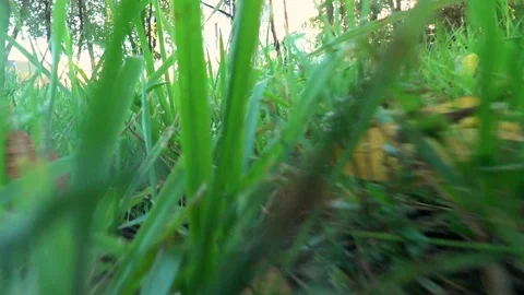 Small animal creature running through a grass scampering through trail - point o Stock Footage 104371315