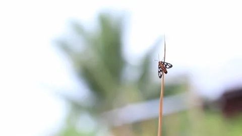 Small animal in the form of a tiger moth inger in the grass Video stock 246430082