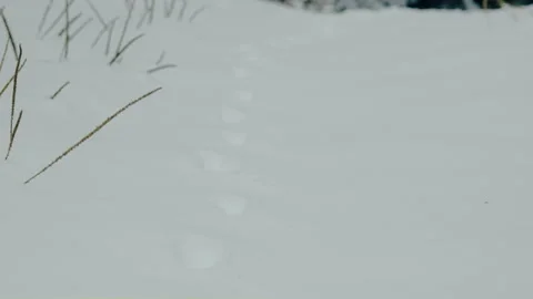 Small animal path print on snow in fir forest tilting up Vídeo Stock 255990210