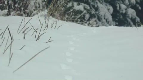 Small animal path print on snow in fir forest rack focus point Vídeo Stock 255990295