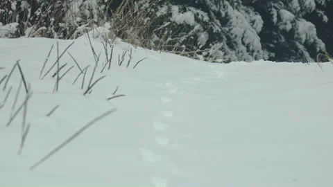 Small animal path print on snow in fir forest 스톡 동영상 255990296