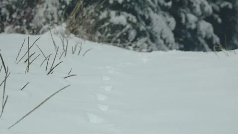 Small animal path print on snow in fir forest Vídeo Stock 255990437