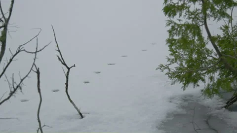 Small animal path print on snow lake shore in fir forest 스톡 동영상 255993719
