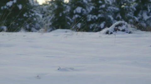 Small animal path print on snow in fir forest panning left Vídeo Stock 256012521